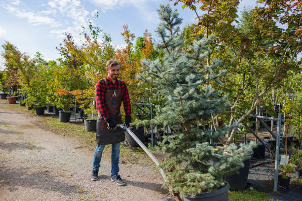 Lawn Watering Services in Foster City, CA